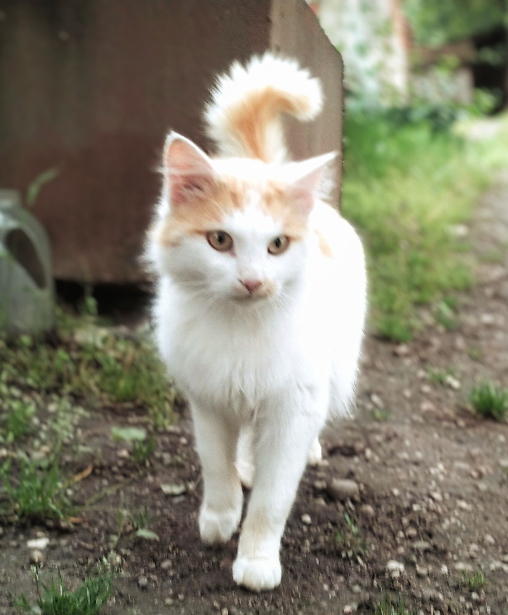 Котик Лукас шукає дім