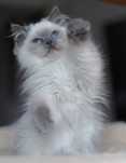 chłopczyk Ragdoll do rezerwacji