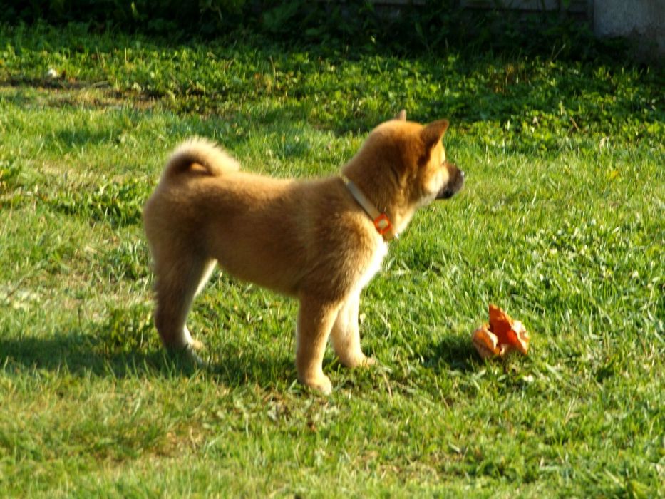 Shiba Inu czerwony samiec Wrzosowa Zagroda FCI ZKWP
