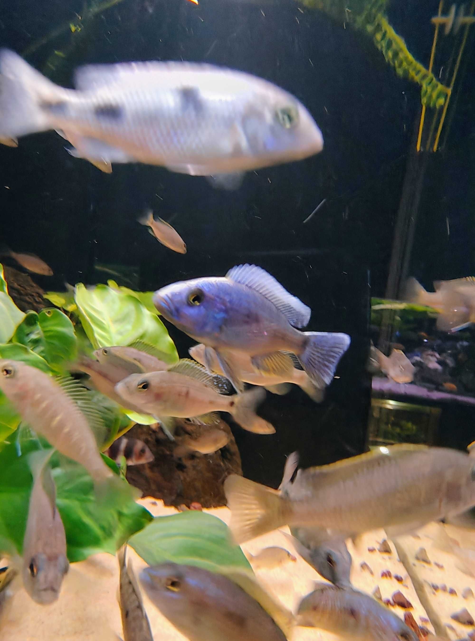 Sciaenochromis Fryeri Pyszczak lazurowy