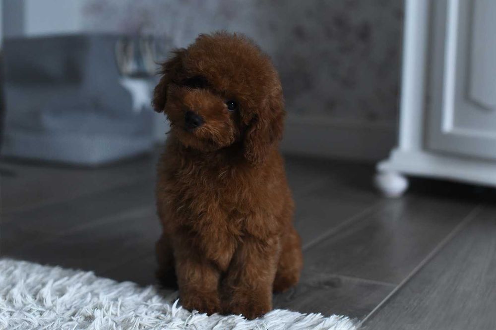 Pudel toy/mini-cudowna sunia