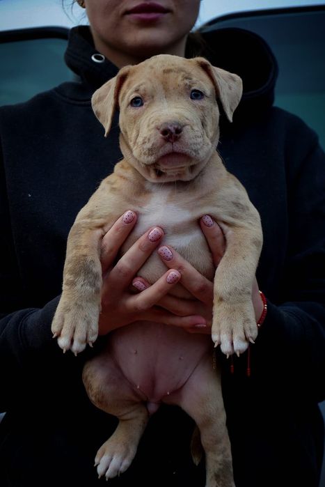 American Bully XL suczka  merle