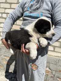 Продам щенков срнднеазиатской овчарки Алабай