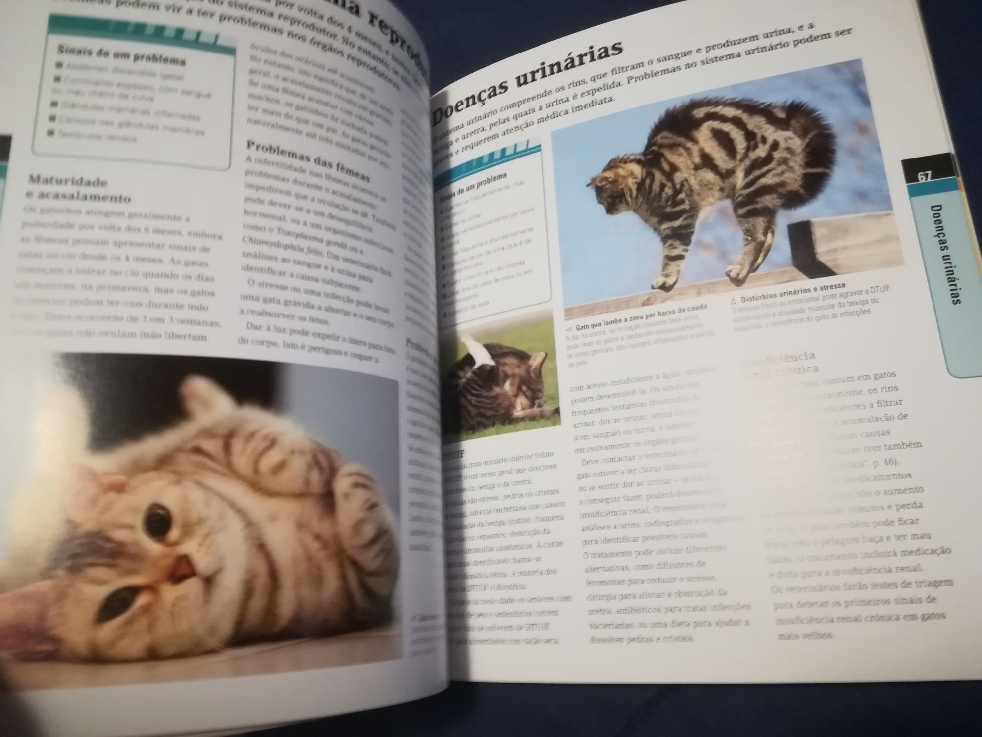 Manual do Gato          .