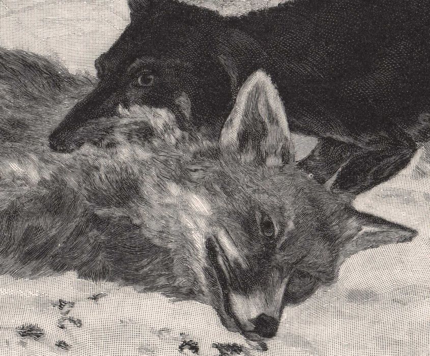 Hennig: Polowanie na lisa. Drzeworyt myśliwski 1903 r. oryginał
