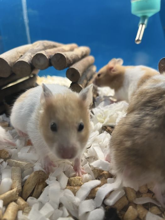 Chomiki syryjskie (chłopcy) Aqualife