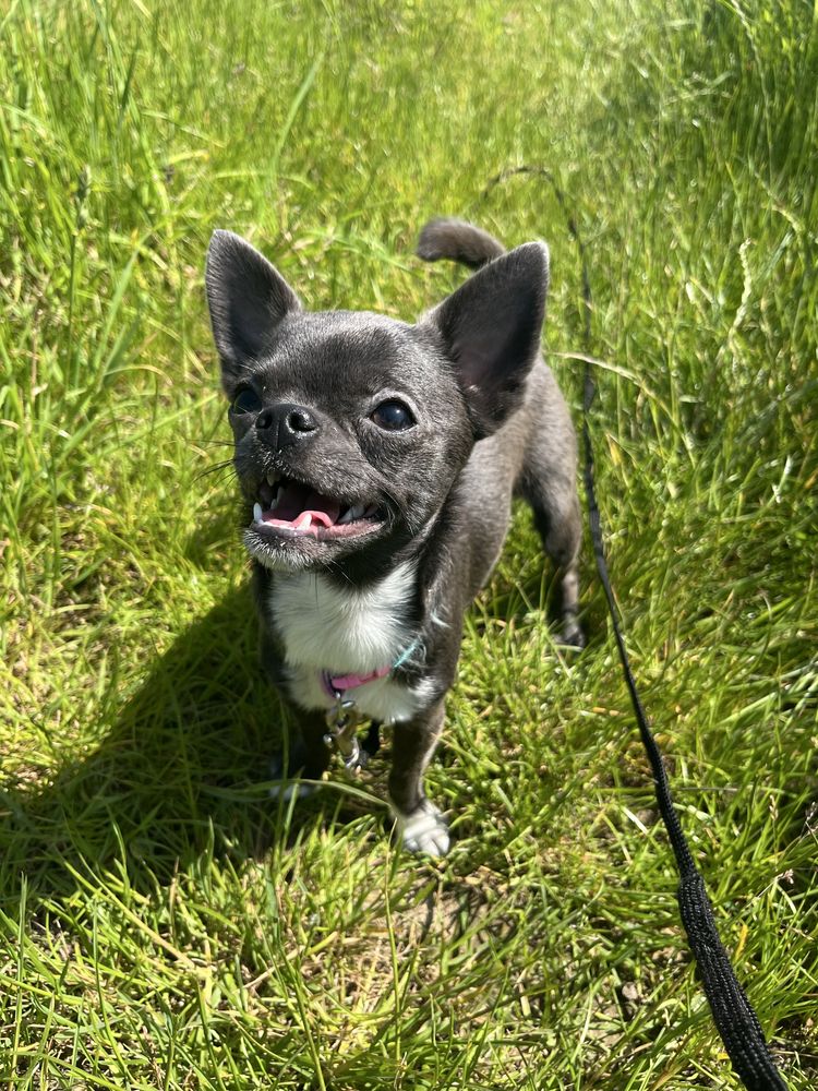 Niebieski piesek chihuahua
