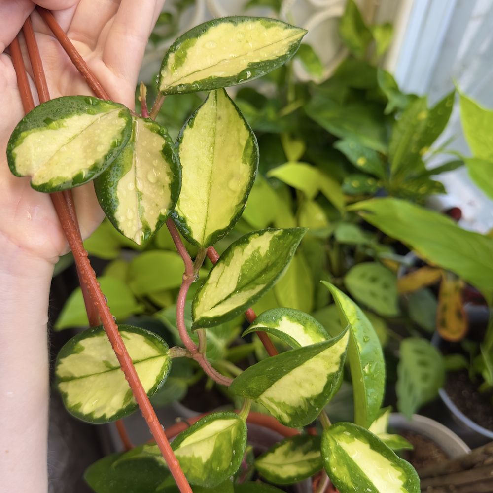 Набір Hoya Tricolor + Nova Ghost, набір хойя триколор та нова гост