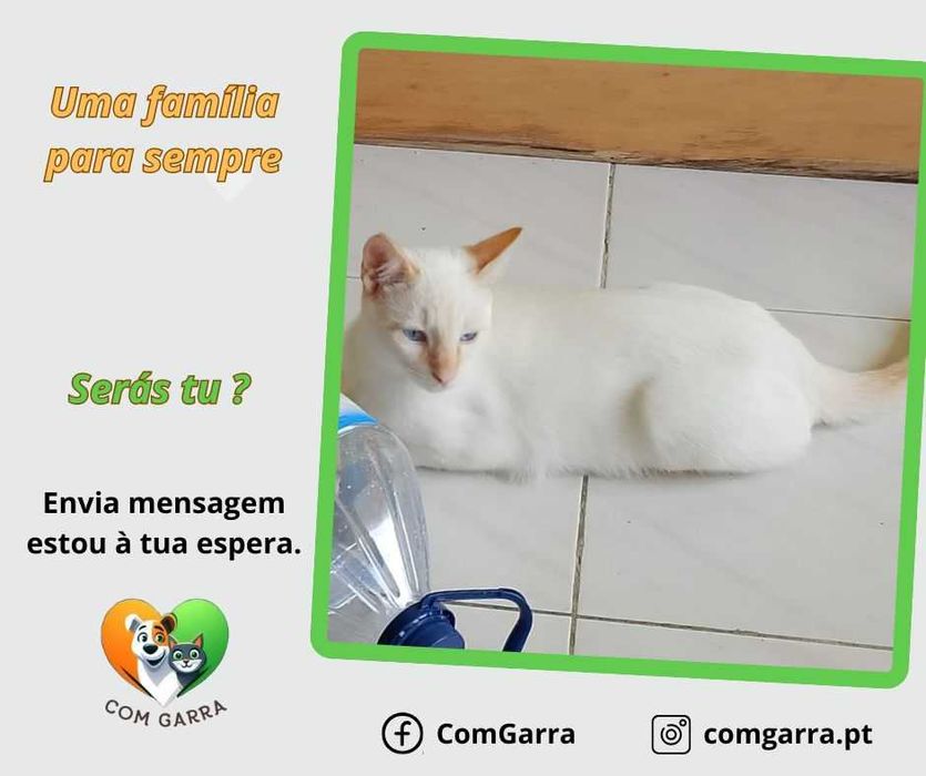 Gatinhos para adoção