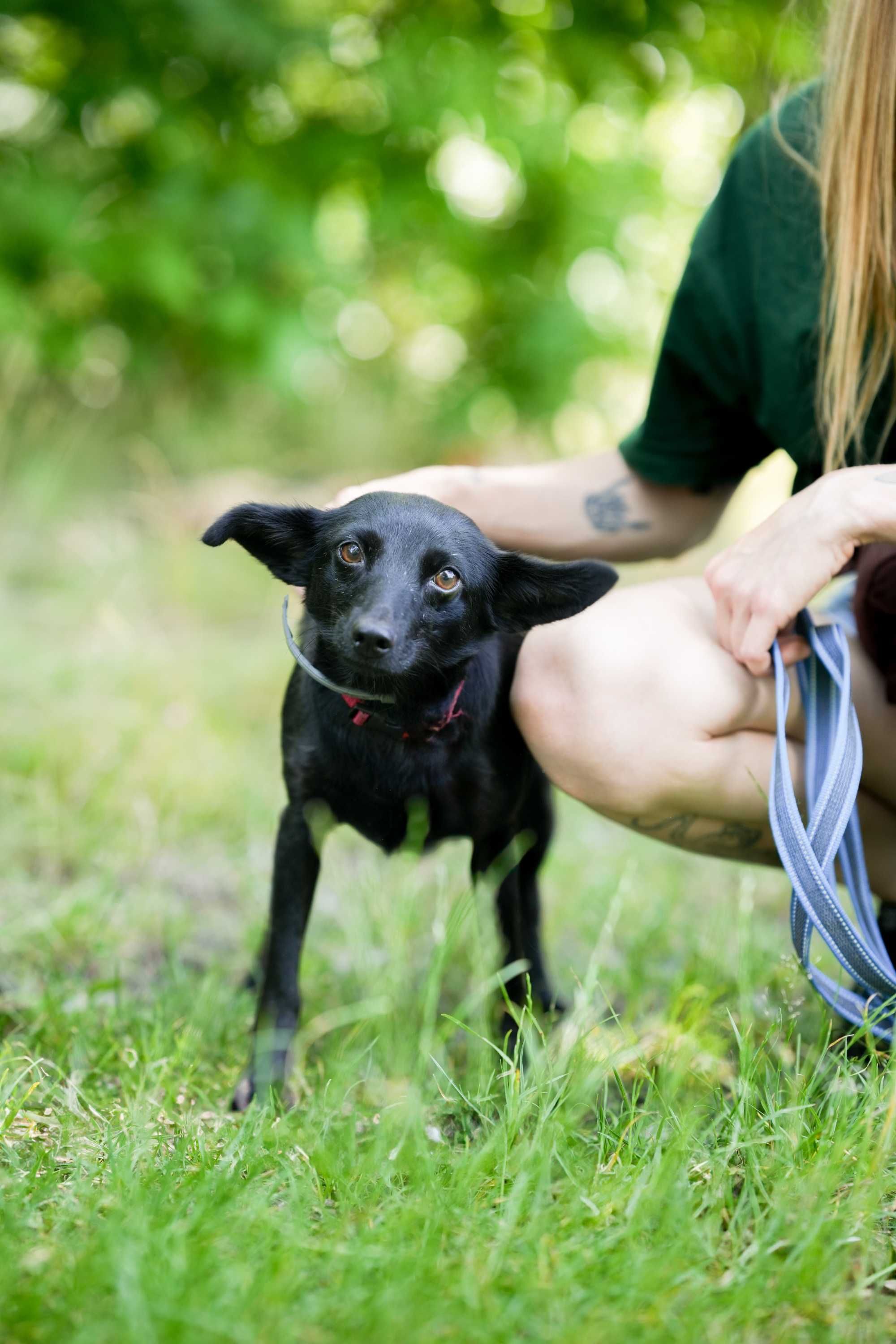 Werka - czarna, spokojna suczka do adopcji!