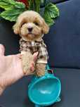 Maltipoo piesek 2xszczepienia legowisko I wyprawka