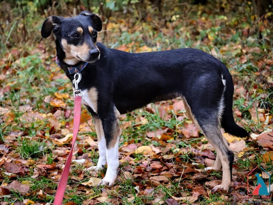 Nixi 19/25 - SZUKA DOMU!