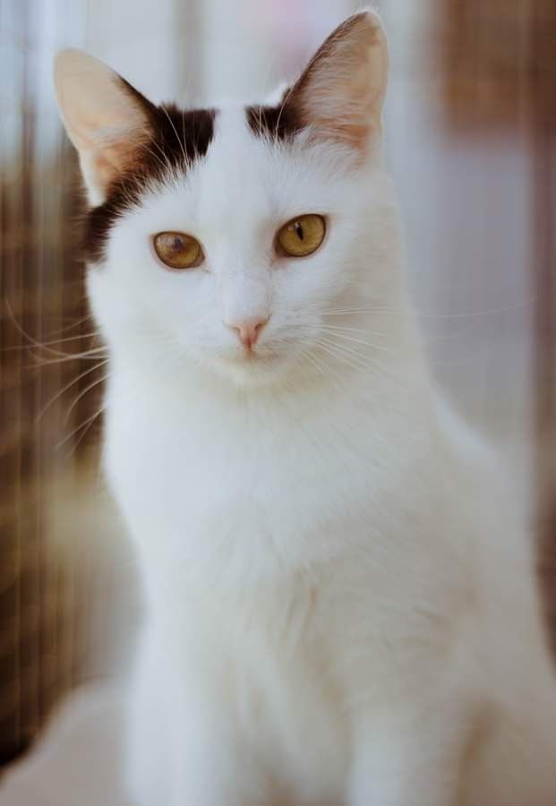 Sosenka szuka domu czarno-biała kotka do adopcji adoptuj kot