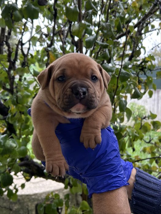 American Bully Pocket