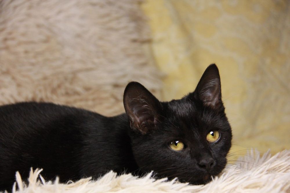 Кошеня Ремі, 5 міс