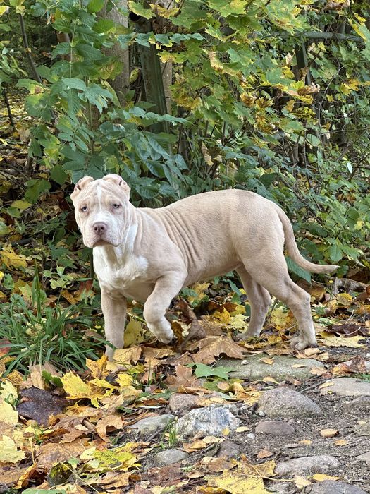 American Bully XL