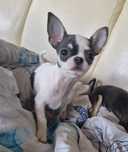 Sunia chihuahua krótkowłosa