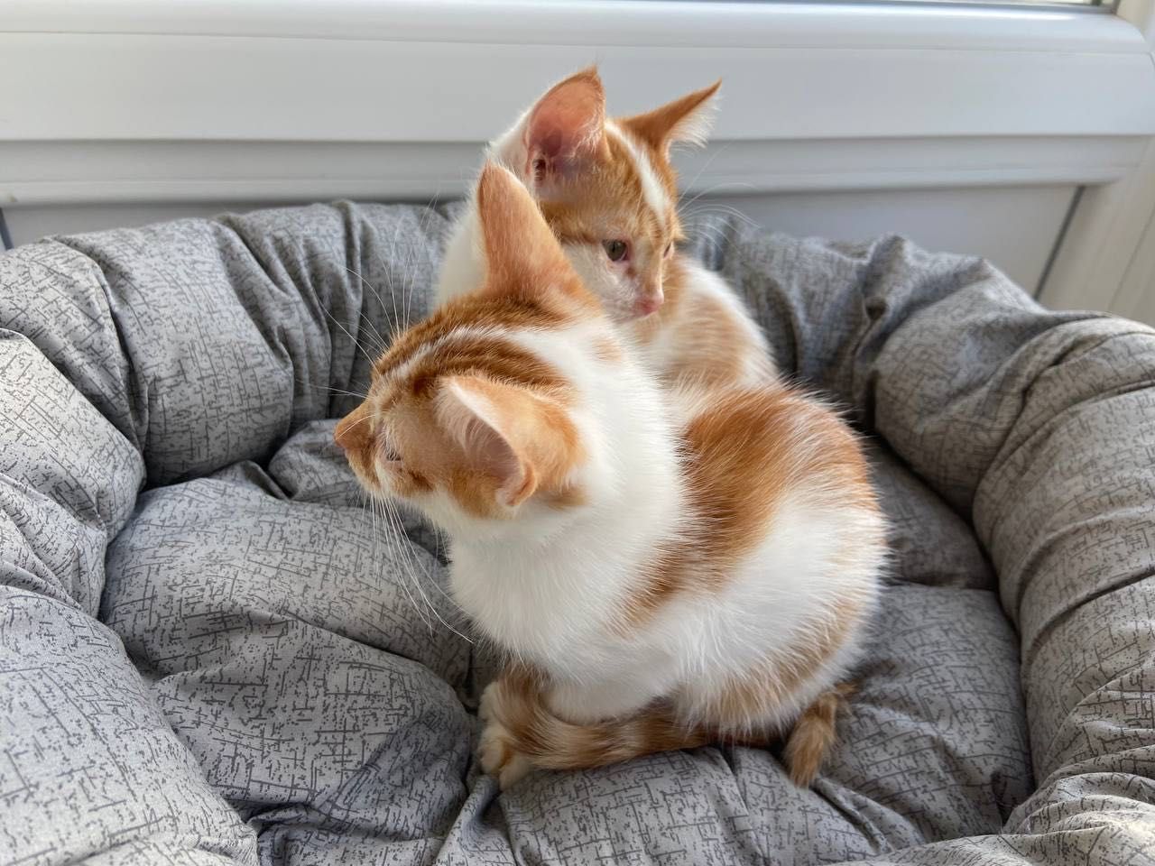 Віддамо котиків хлопчиків 2,5 місяців