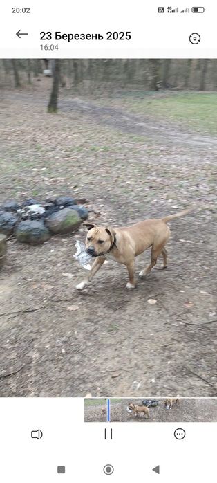 Безплатно собака Піт-Буль в хороші руки