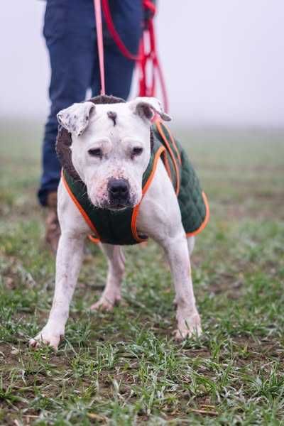 Porzucona i zaniedbana Lady szuka domku