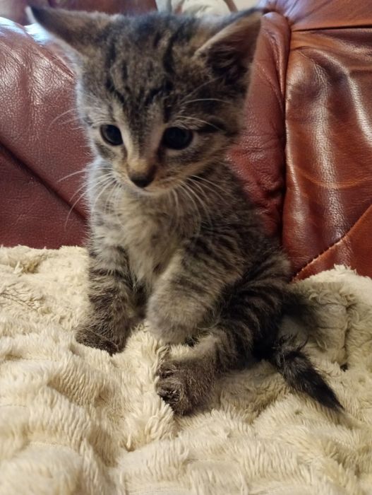 Oddam kotka w dobre ręce