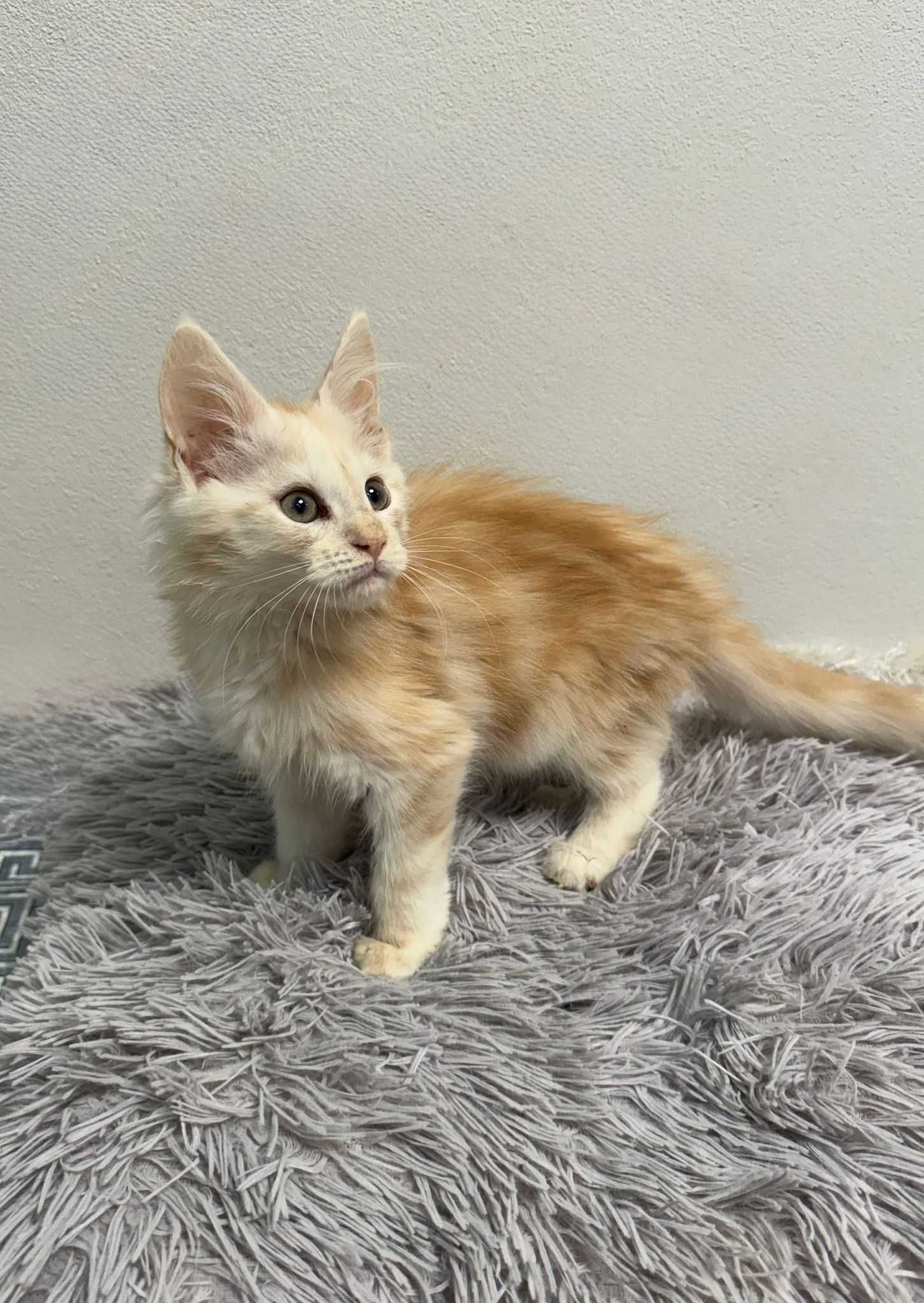 Kociak Maine Coon z rodowodem FPL czeka na nowy dom