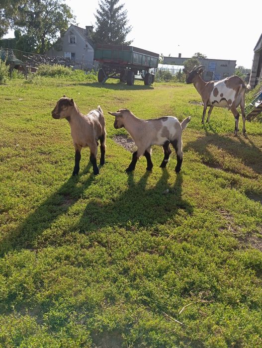 Młoda parka.Kozka i koziołek