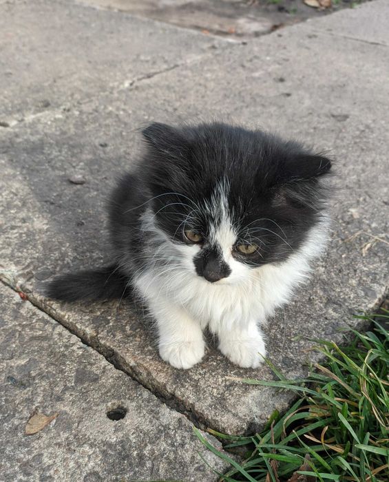 Кошенята, котики, цікава суміш британця, два місяці