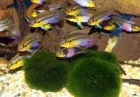 PIELĘGNICA: Barwniak Pelvicachromis subocellatus Matadi
