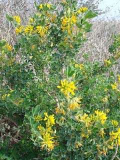 Árvore de alfafa (Medicago arborea) 10€