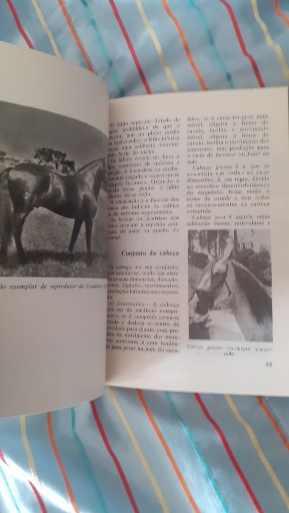 O Exterior do Cavalo livro Miranda Vale, equestre hipismo