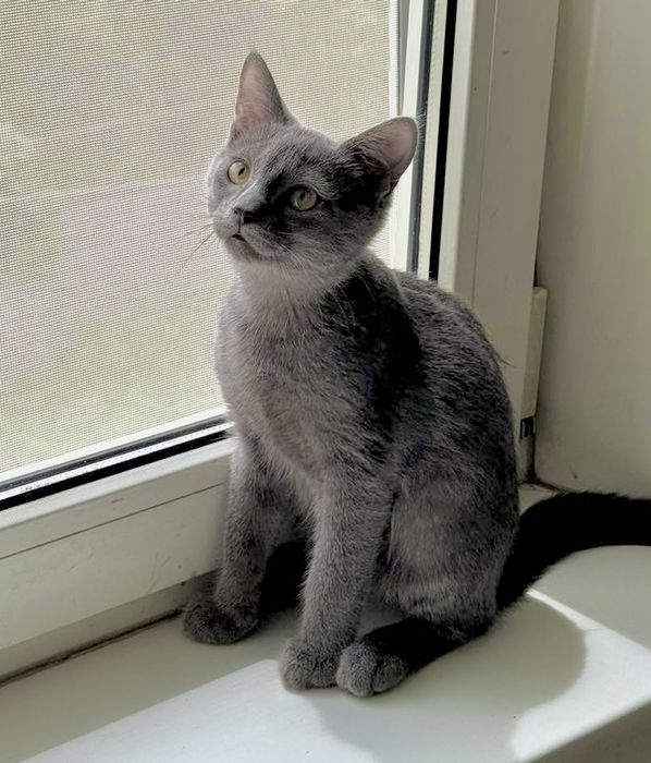 Котенок мальчик серый пепельный британец кошеня хлопчик сірий