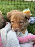 Suczka border collie Australian Red (EE RED)