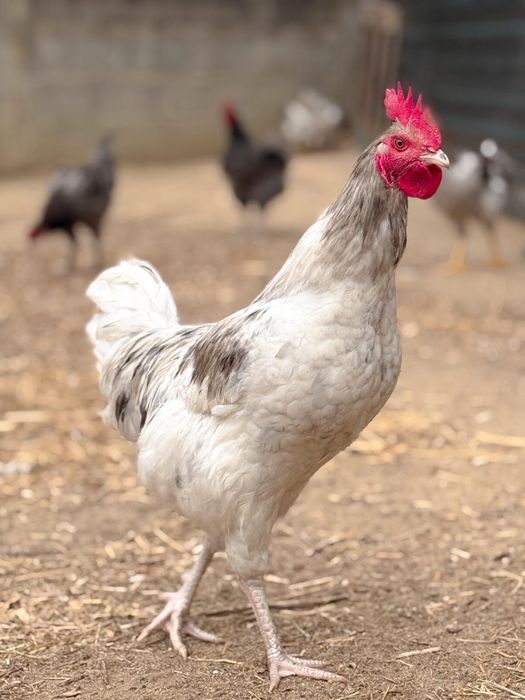 Galo da raça jersey