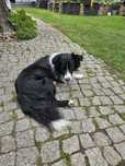 Piesek Border collie