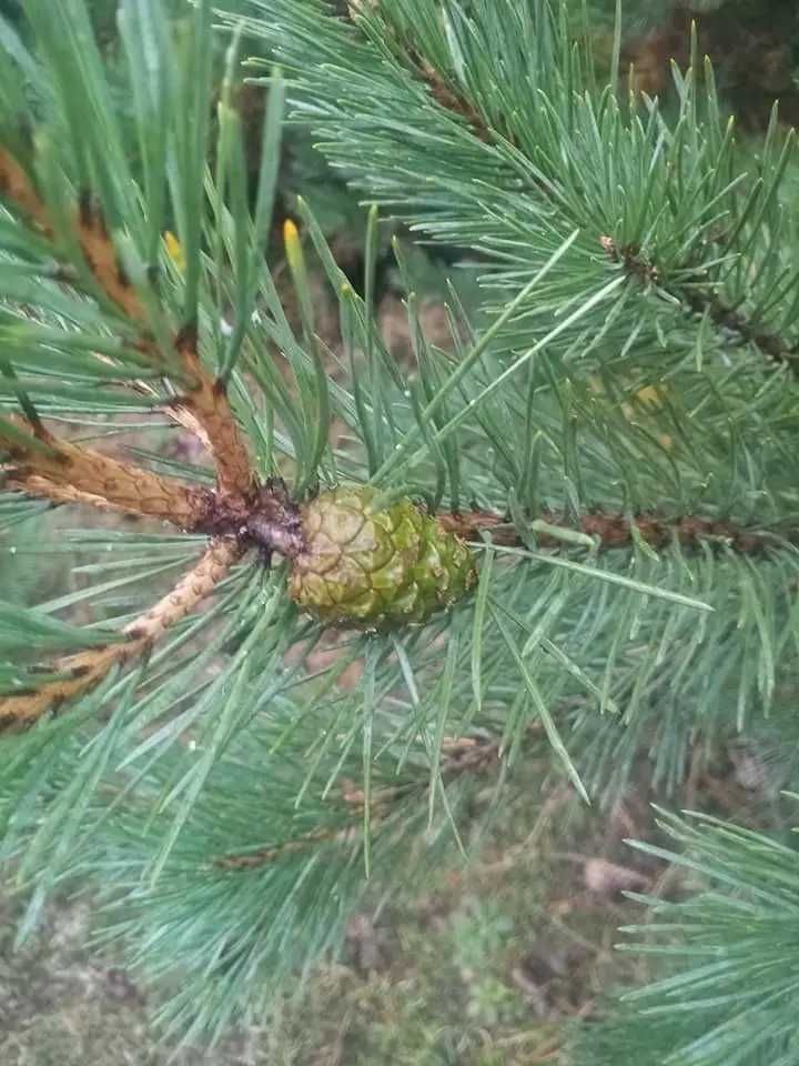 Syrop czarny bez kwiat od zielarza