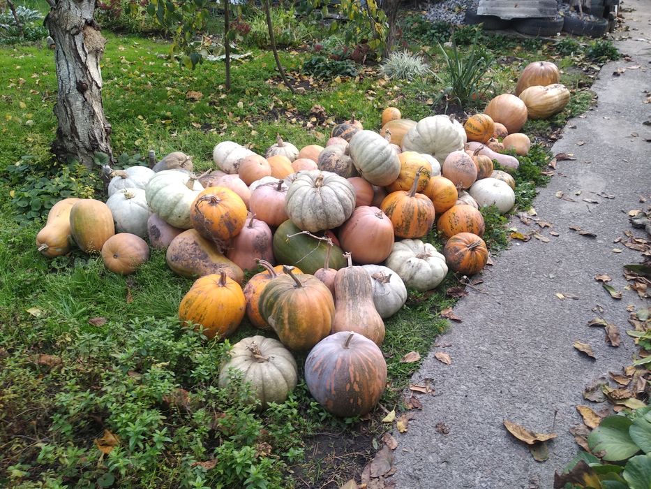 Тыква 7 грн/кг район Крюков, Кострома