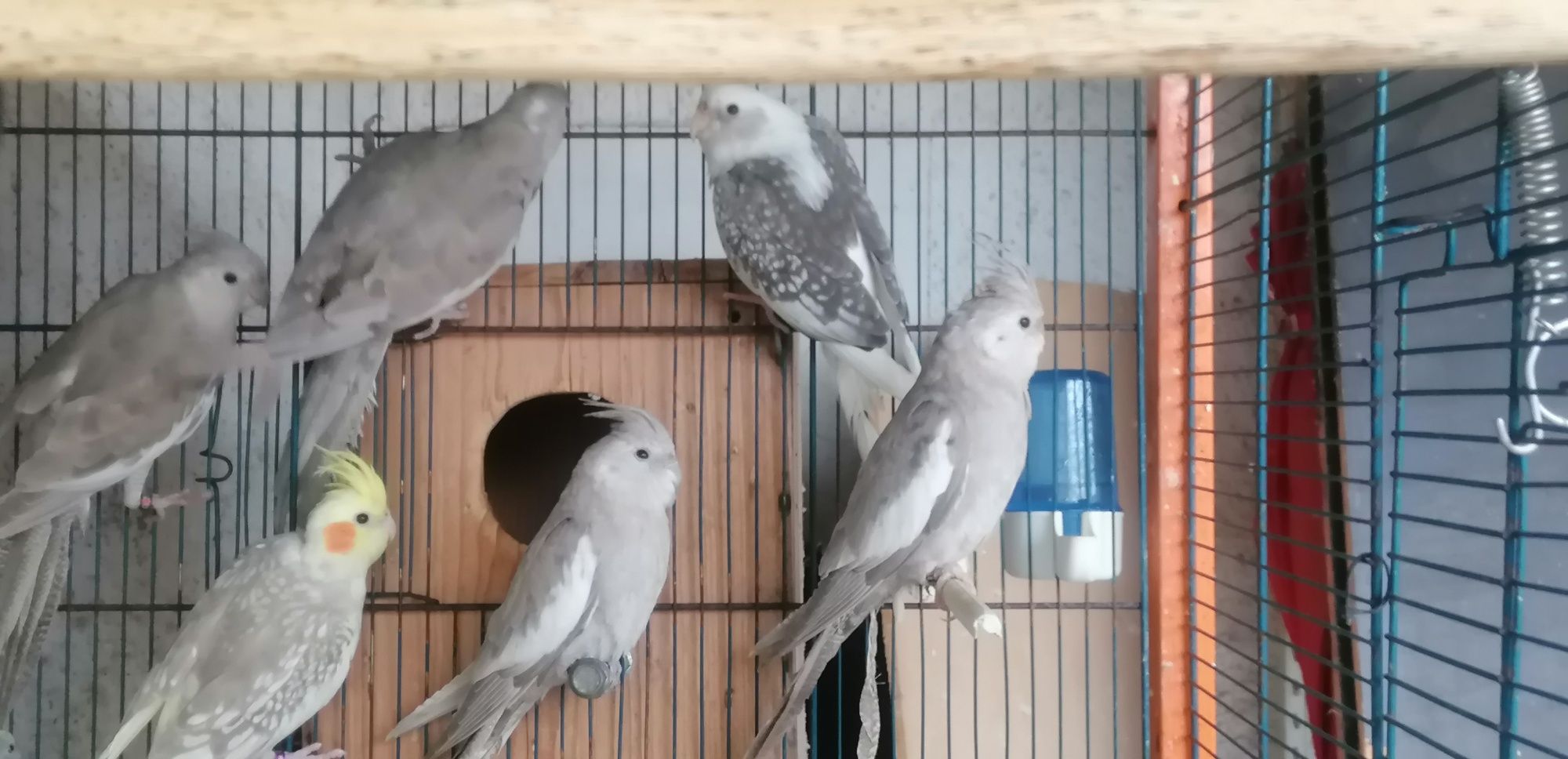 Caturras pérolas brancas albinas arlequim