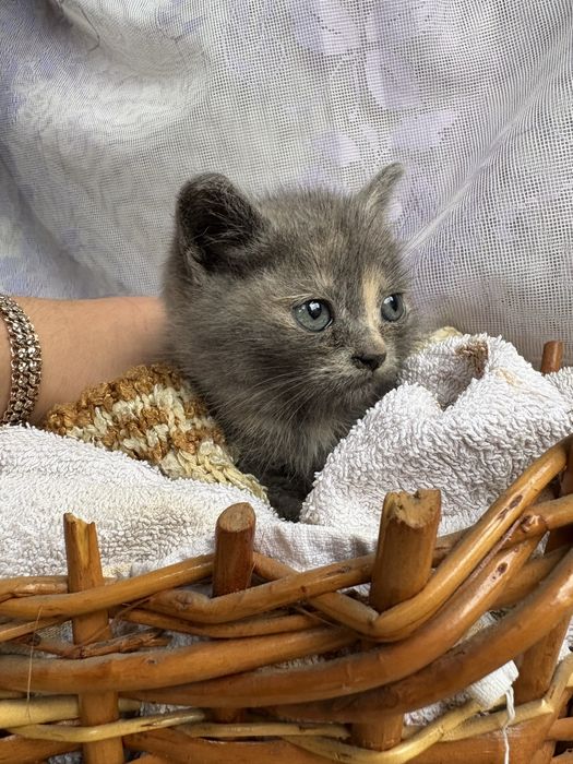 Кошенята від висловушки