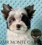 ZAIR Piesek Blueberry Yorkshire Terrier York Merle