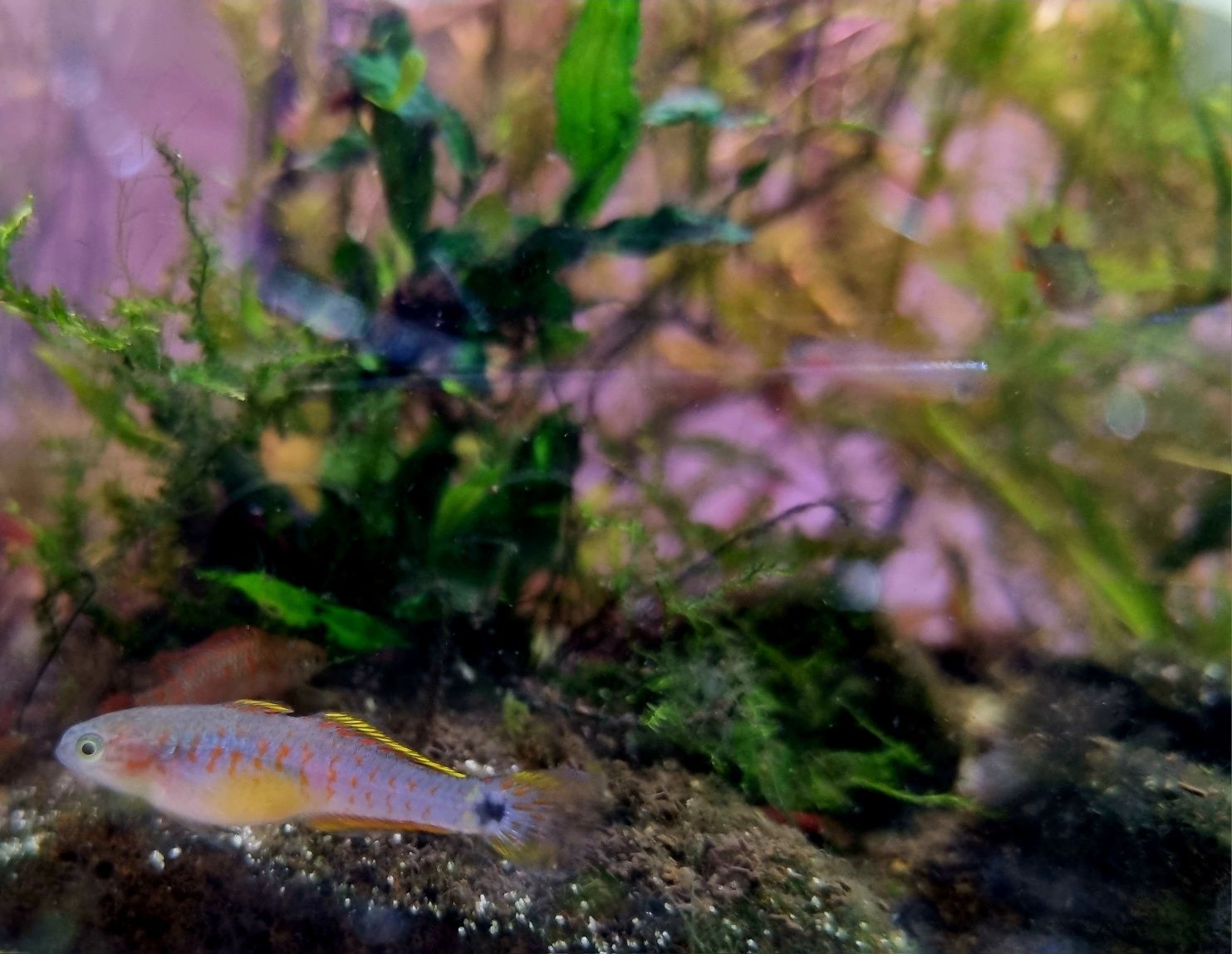 Głowaczyk barwny (tateurndina ocelliacuda)