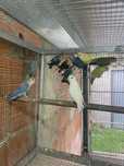 Agapornis independentes