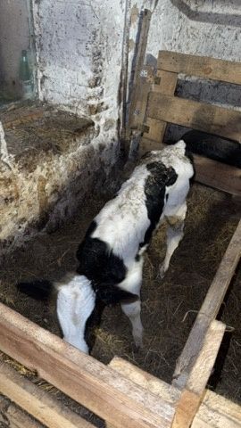 Sprzedam 3 byczki i 1 jałówkę LM