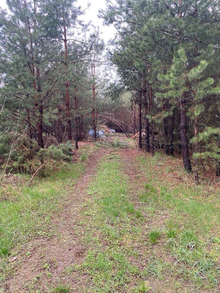 Велика земельна ділянка з будинком у сосновому лісі, 30 км від Києва