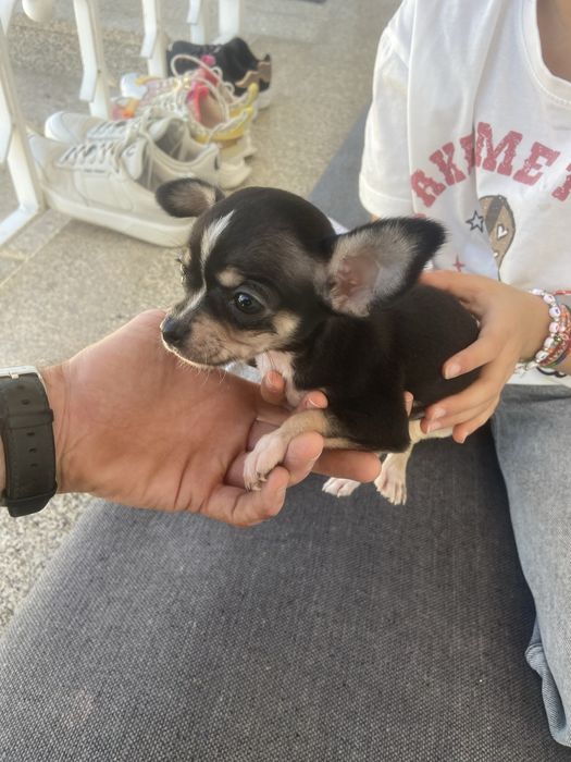 Chihuahua macho top