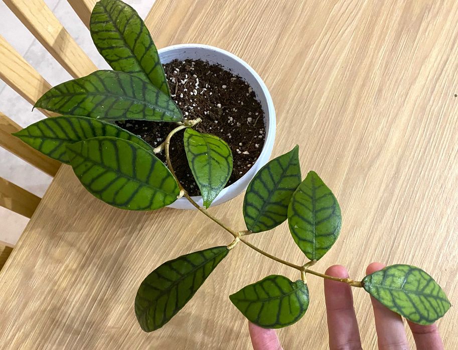 Hoya Callistophylla zdjęcia rośliny