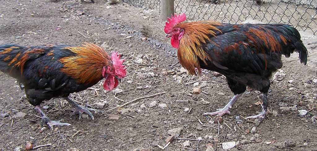 Sprzedam koguty Sułtan, Ketawa, Zielononóżka i Marans