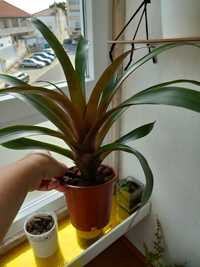 Bromelia bebe tirado da planta mae