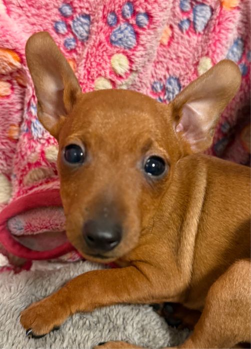 Pinczerka miniaturowa ZkwP FCI