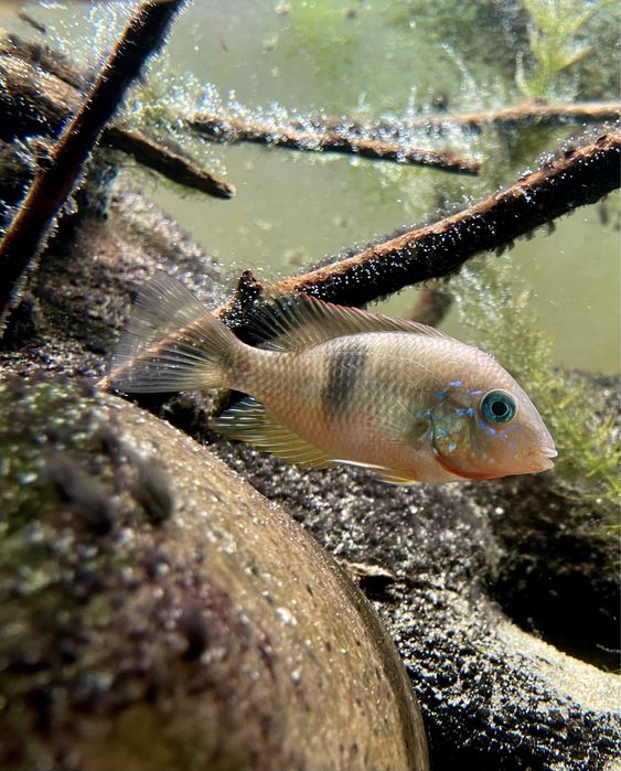 Thorichthys socolofi rio bascan rarytas ostatnia para